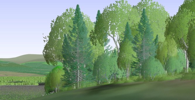 Close-up woodland view