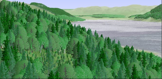 Typical mixed woodland view